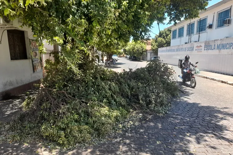 Coelba faz poda de árvore, mas deixa galhos na via pública gerando transtornos em Brumado