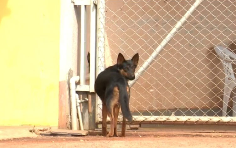 Mais de 20 cachorros são mortos por envenenamento em menos de 24h em Luís Eduardo Magalhães