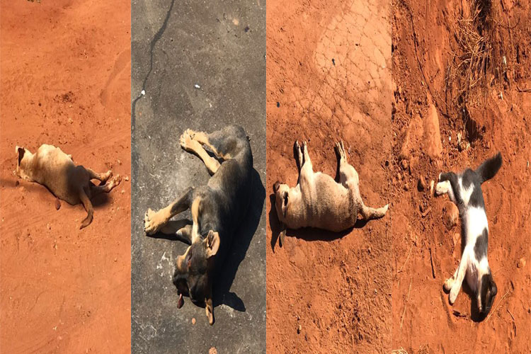 Quatro animais são encontrados mortos no Bairro Santa Tereza em Brumado