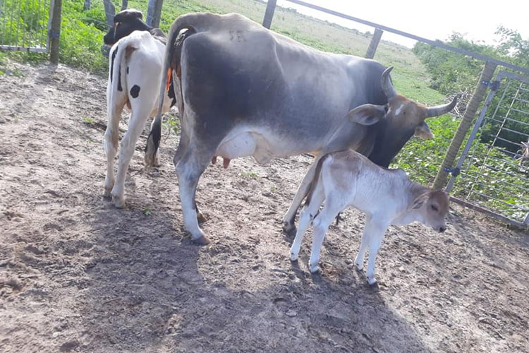 Polícia recupera bovinos e suínos furtados no meio rural de Rio do Antônio e Malhada de Pedras