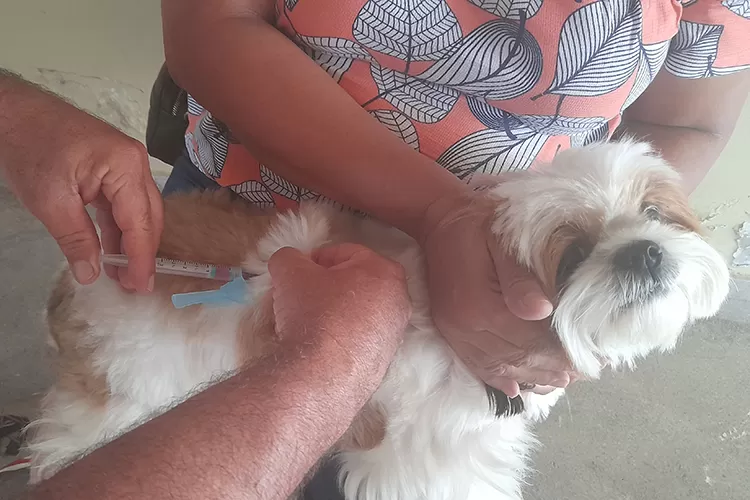 Brumado: Vacina antirrábica anual para cães e gatos está sendo aplicada na sede da Vigep