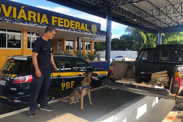 Com auxílio de cão farejador, PRF apreende 65 Kg de maconha em Vitória da Conquista