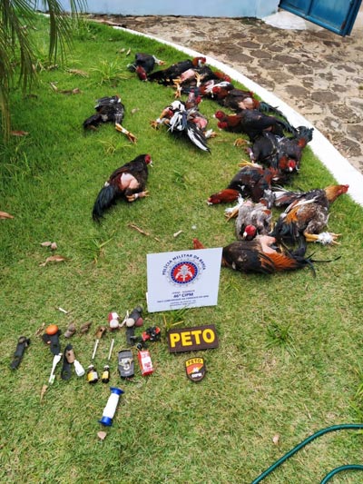 Livramento de Nossa Senhora: Polícia flagra rinha de briga de galo em comunidade rural