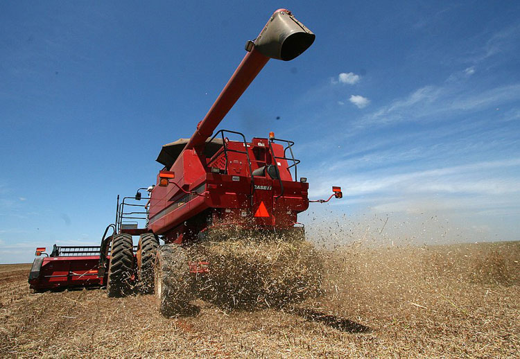 IBGE estima alta de 15,4% na safra baiana de grãos