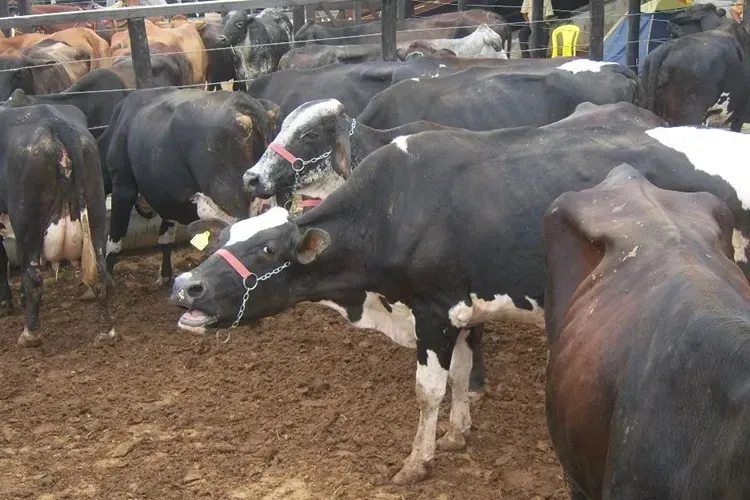 Brasil se declara livre de febre aftosa sem vacinação