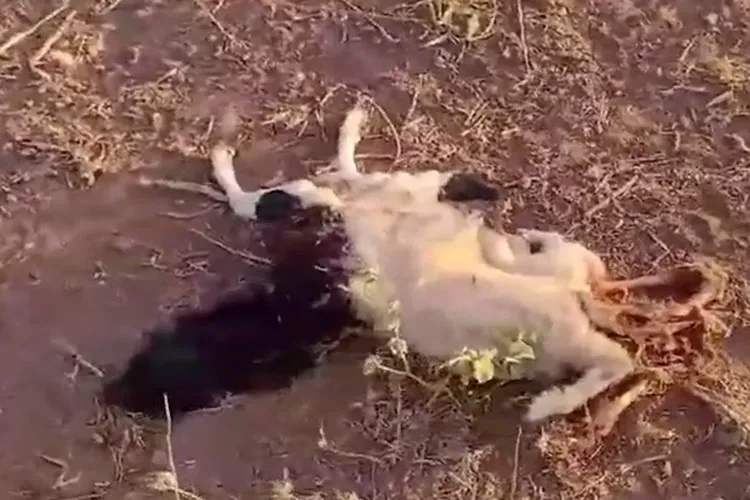 Castigada pela seca, Chapada Diamantina registra morte de 600 animais por fome e sede