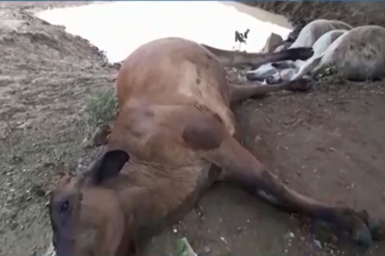 Raio mata 5 bois durante temporal na cidade de Botuporã