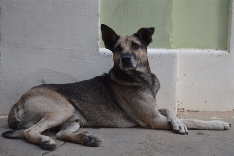 Vira lata se torna símbolo dos cães de rua da cidade de Jussiape