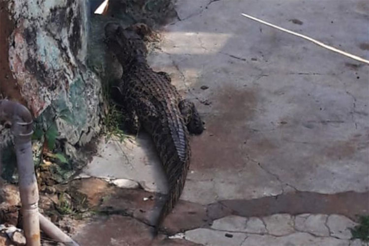 Jacaré circula pela Rua Tomé de Souza na cidade de Caculé