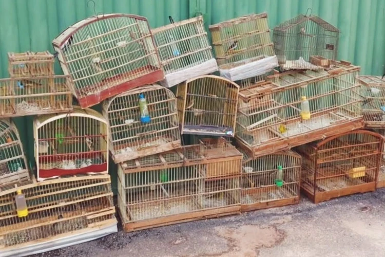 Homem entrega de forma voluntária 19 aves silvestres à Polícia Ambiental em Ibicoara