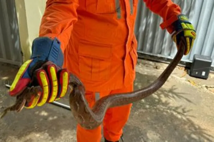 Cobra é resgatada após aparecer em quintal de casa em Bom Jesus da Lapa