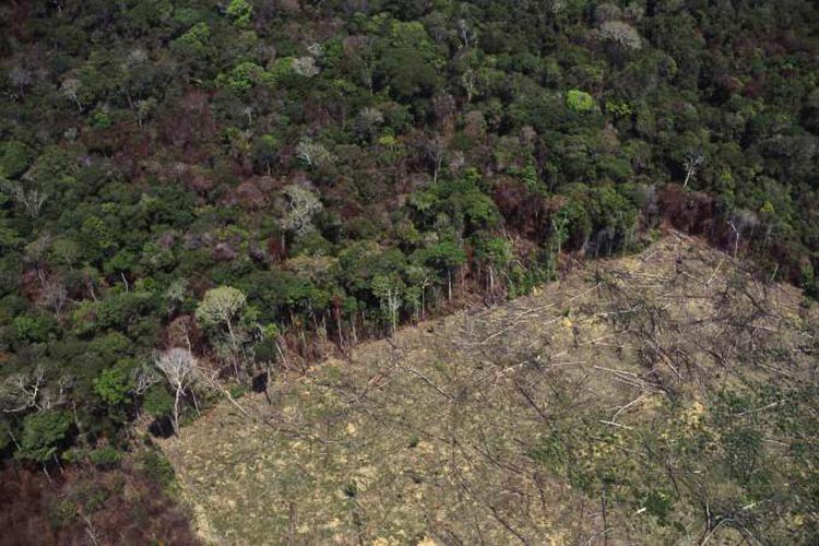 Desmatamento na Amazônia cresce 29,5% em um ano