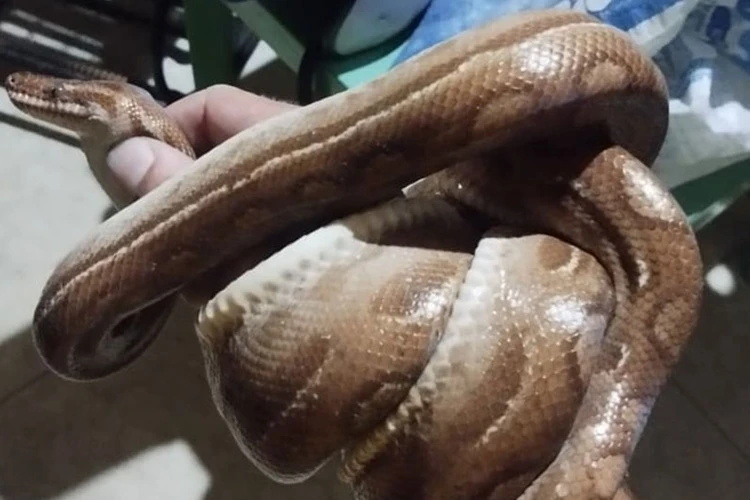 Jiboia-arco-íris é resgatada em Livramento de Nossa Senhora