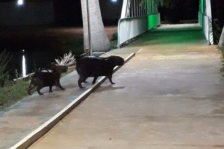 Bando de capivaras é visto passeando pela Lagoa Manoel em Caculé