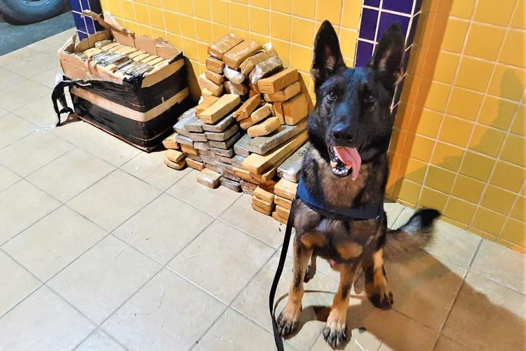 Feira de Santana: Cão farejador encontra mais de 100 quilos de maconha em ônibus de turismo