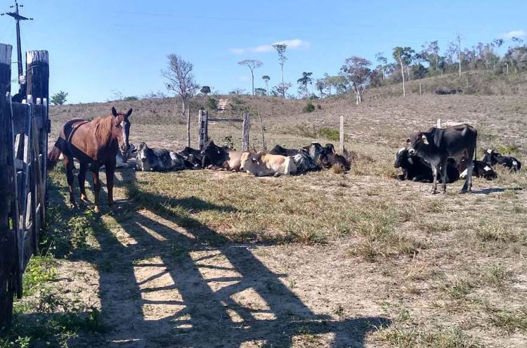 Polícia Civil recupera gado avaliado em R$ 110 mil em Itapetinga