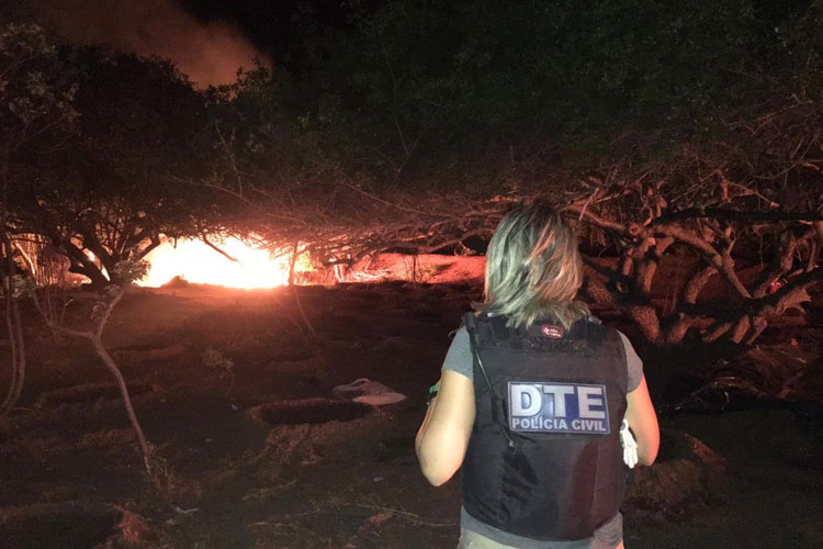 Plantação com 50 mil pés de maconha é localizada e destruída pela polícia no norte da Bahia