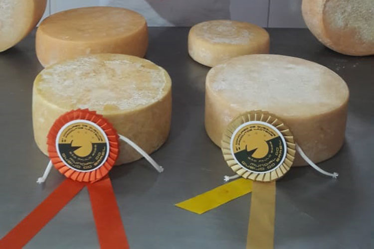 Empreendedor de Caetité com mais de 50 tipos de queijos se torna destaque mundial