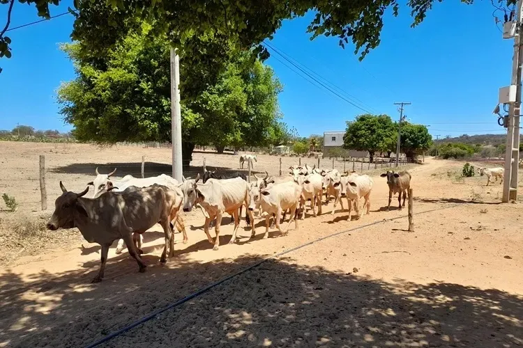 Seca fica mais severa e prefeitura amplia ações em Malhada de Pedras