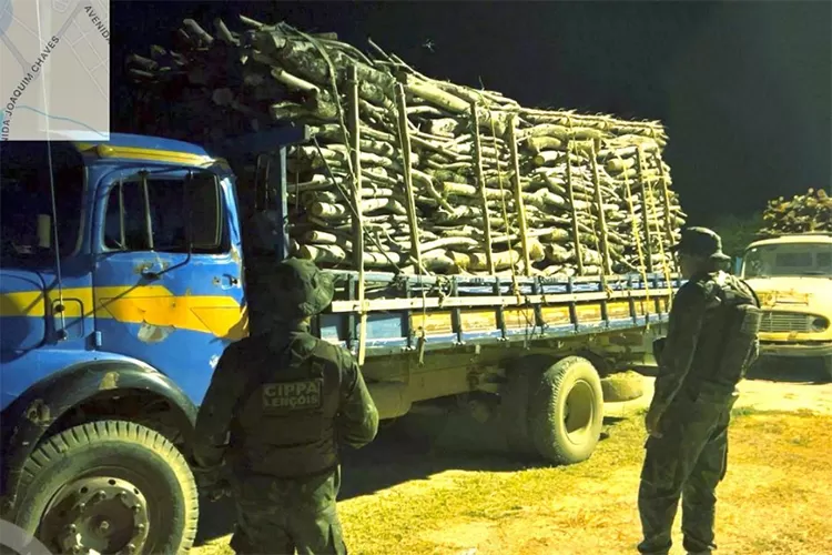 Polícia Ambiental apreende caminhões com madeira nativa ilegal em Guanambi