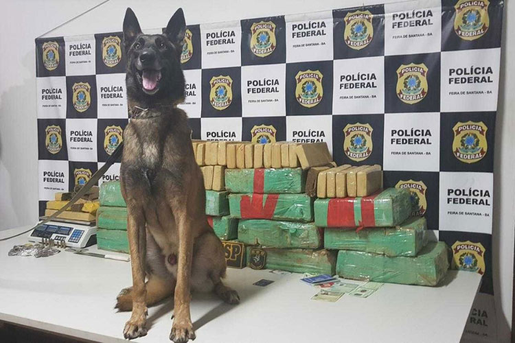 Santo Estevão: Mulher é presa após cão farejador encontrar 160 kg de maconha em casa