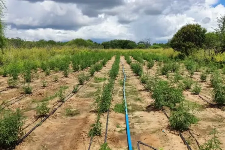 Cerca de 70 mil pés de maconha são encontrados em Abaré