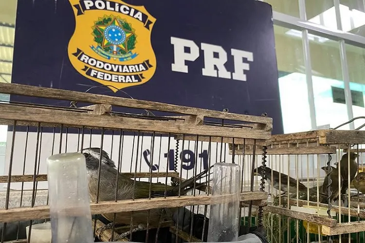 PRF flagra transporte ilegal de aves silvestres em Vitória da Conquista