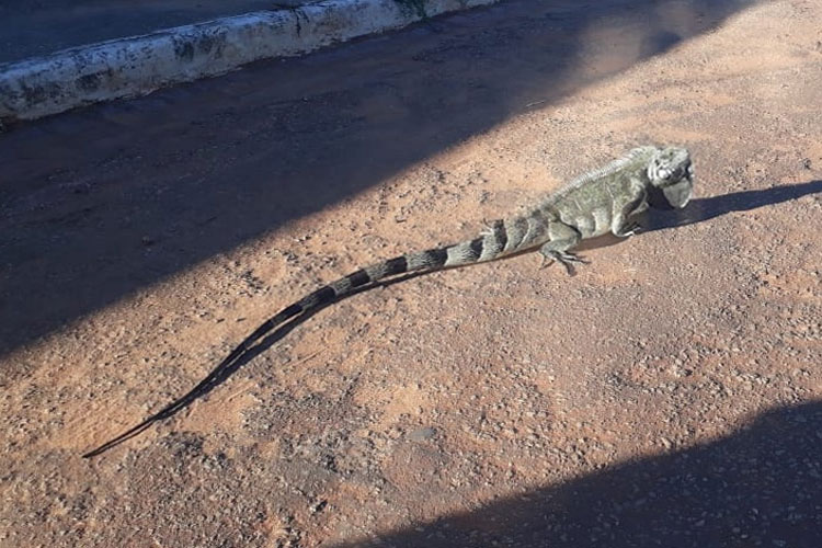 Caculé: Lagarto gigante é encontrado nas imediações da Lagoa Manoel