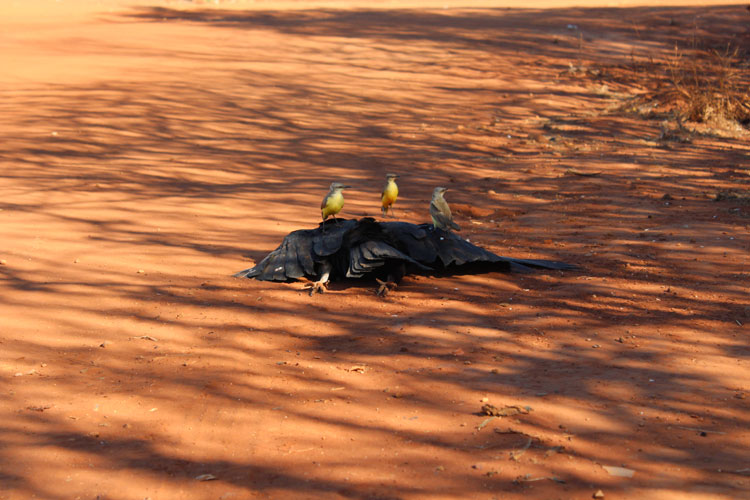 Pássaros silvestres da caatinga de Brumado são contaminados após envenenamento de cães