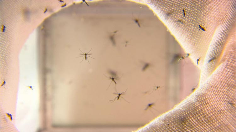 Estudo sugere que pessoas que tiveram dengue recentemente podem ter alguma imunidade contra a Covid-19