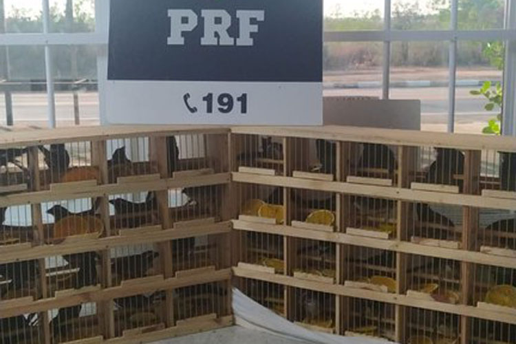 42 aves silvestres são resgatadas pela PRF em ônibus no trecho de Vitória da Conquista