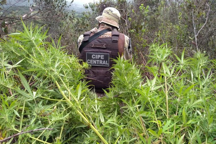 500 pés de maconha são incinerados na zona rural de Ibicoara