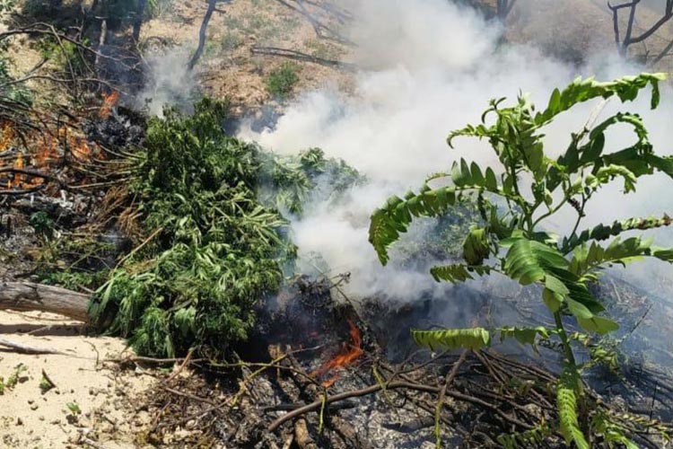 Operação da PF destrói 45 mil pés de maconha no norte baiano