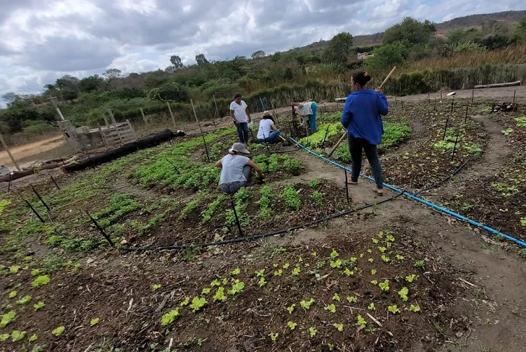 Agricultores de Presidente Jânio Quadros e Guajeru avançam na produção de alimentos