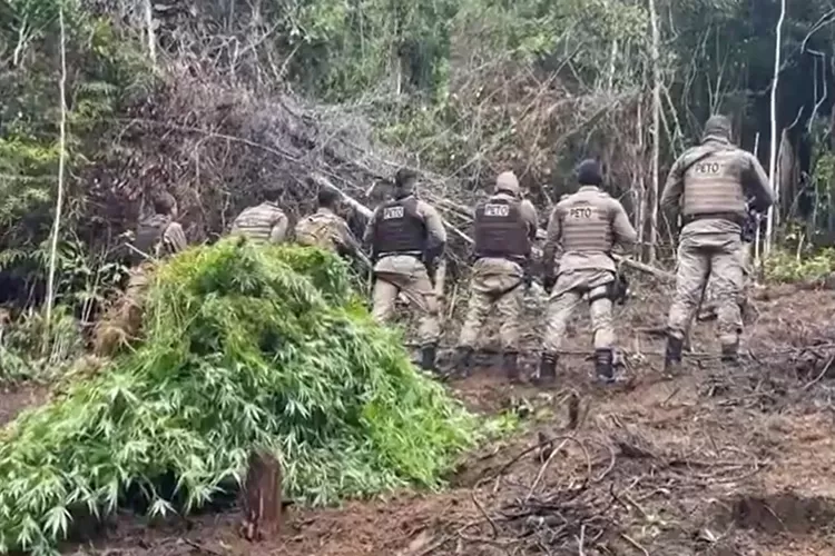 Cerca de 1,2 mil pés de maconha são apreendidos em plantações em Ibirapitanga