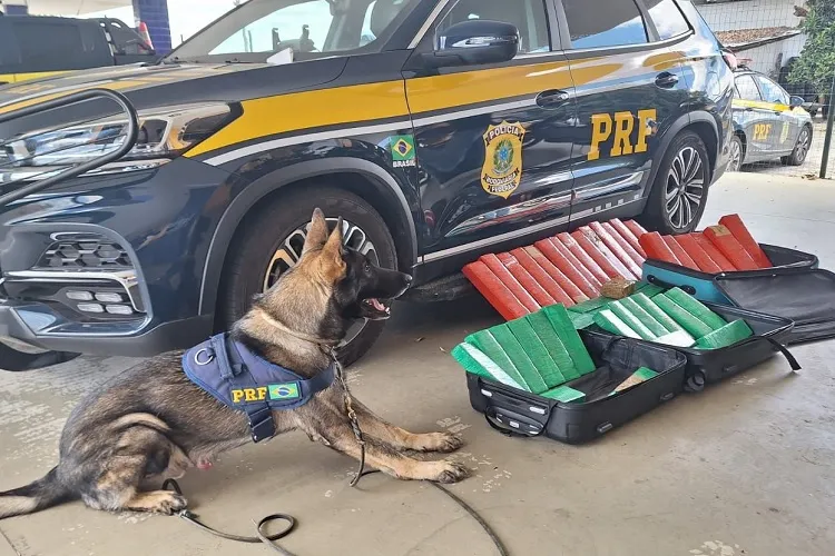 Vitória da Conquista: Cão Farejador encontra 50 kg de maconha em ônibus na BR-116