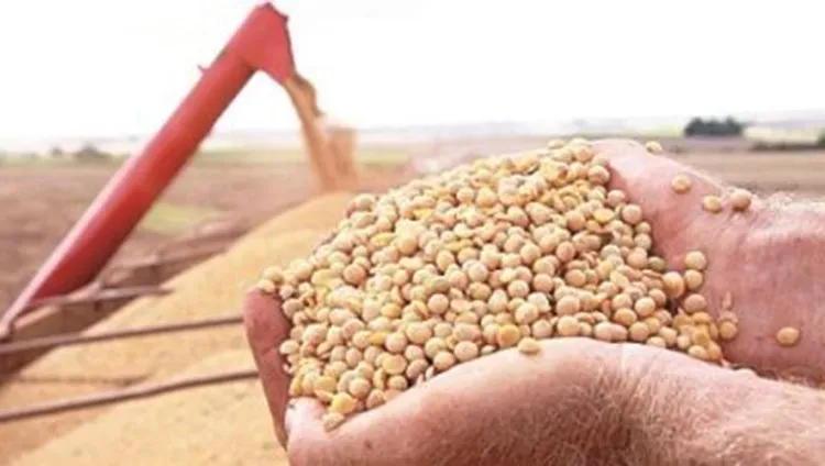 Produção de grãos deve atingir 312 milhões de toneladas