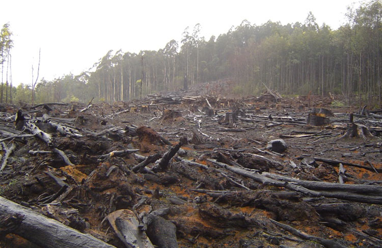 Bahia é o 5° estado com maior desmatamento no Brasil