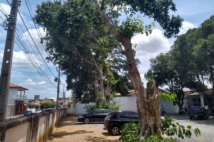 Brumado: Município programa logística para retirada de Gameleiras no Hospital Magalhães Neto