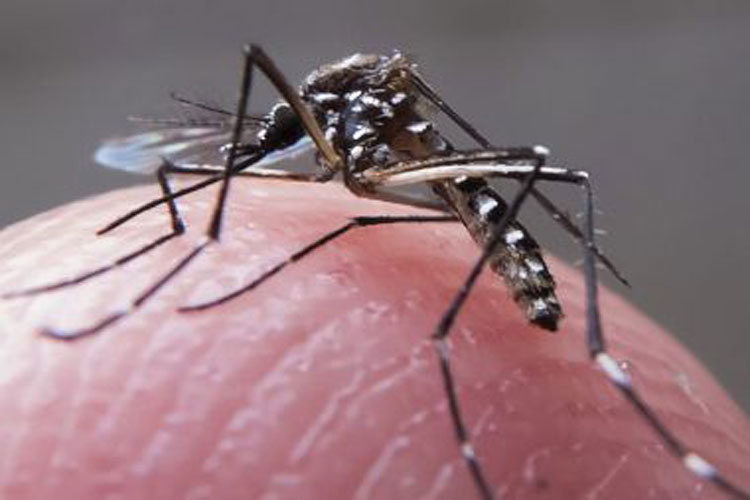 Bahia registra queda no número de casos de dengue, zika e chikungunya