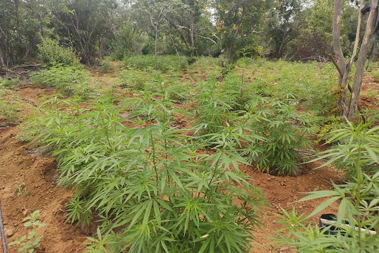 Plantação com mais de 15 mil pés de maconha é erradicada no interior da Bahia