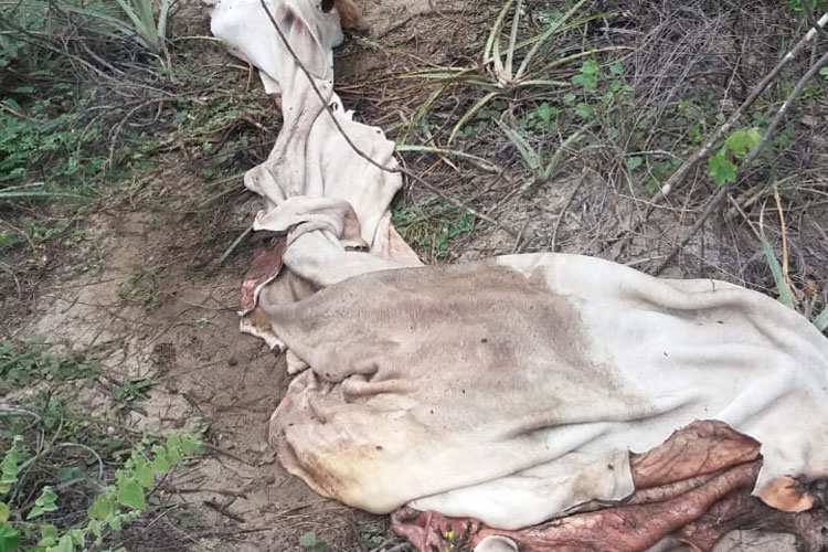 Malhada de Pedras: Polícia Militar desmonta abate clandestino e recupera animal roubado na região