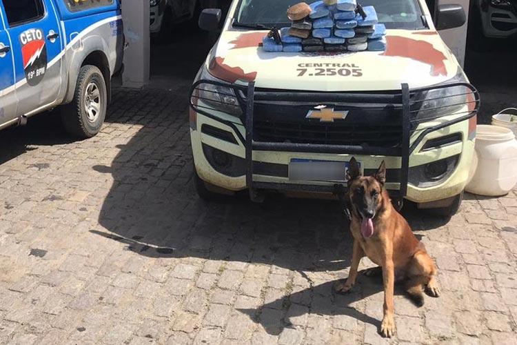 Jequié: Suspeitos de tráfico morrem em confronto com a polícia; cão acha 23,5 Kg de maconha no local