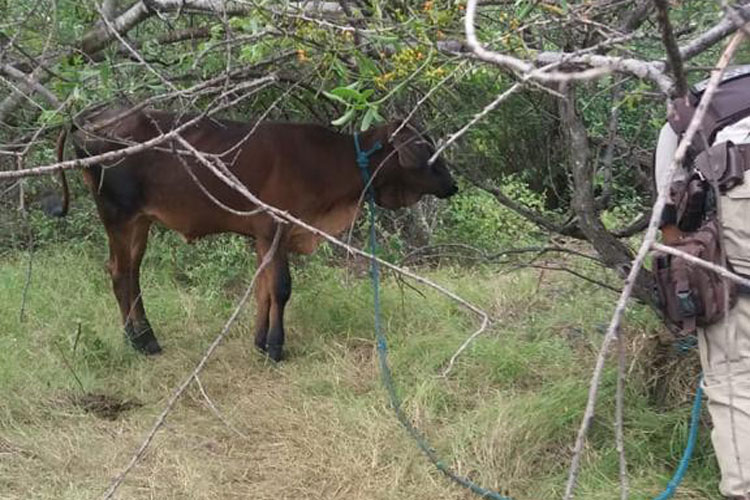 Malhada de Pedras: Polícia Militar desmonta abate clandestino e recupera animal roubado na região