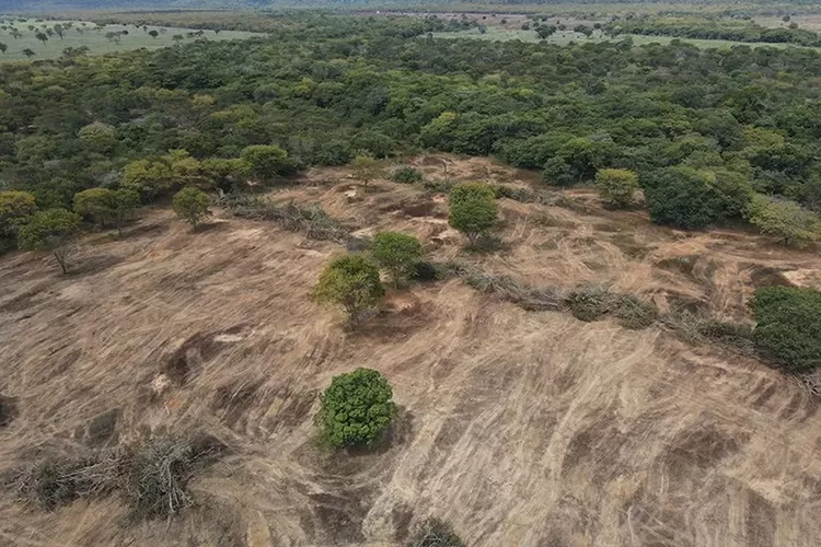 Mais de três mil hectares de caatinga desmatados ilegalmente são embargados na Bahia