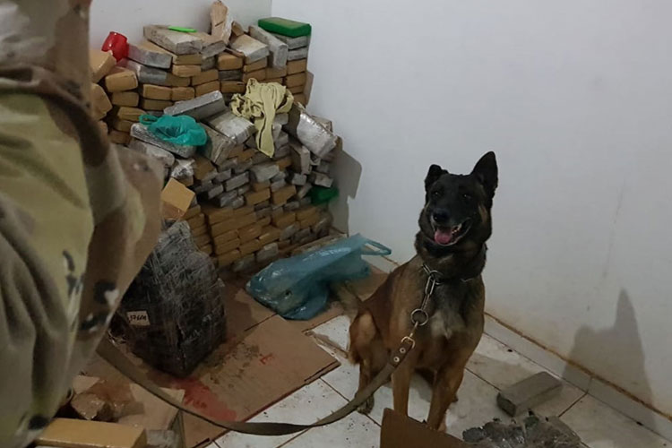 Cães farejadores têm sido aliados da Caesg no combate ao tráfico de drogas no sudoeste baiano