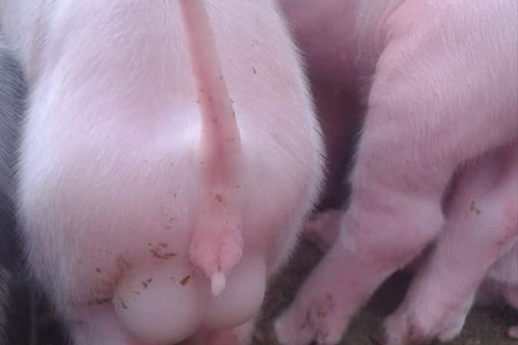 Filhote de porco hermafrodita chama a atenção na zona rural de Paramirim