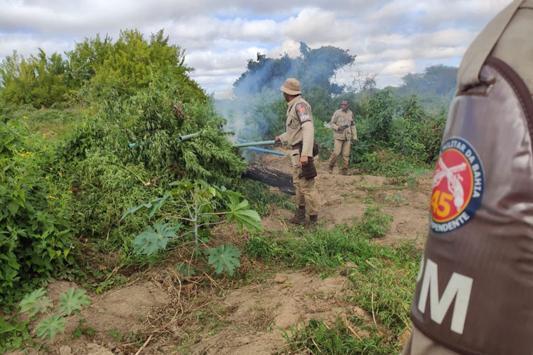 Mais de 12 mil pés de maconha são localizados pela polícia no norte da Bahia