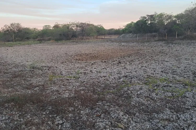 Seca compromete produção rural e criação animal em Malhada de Pedras