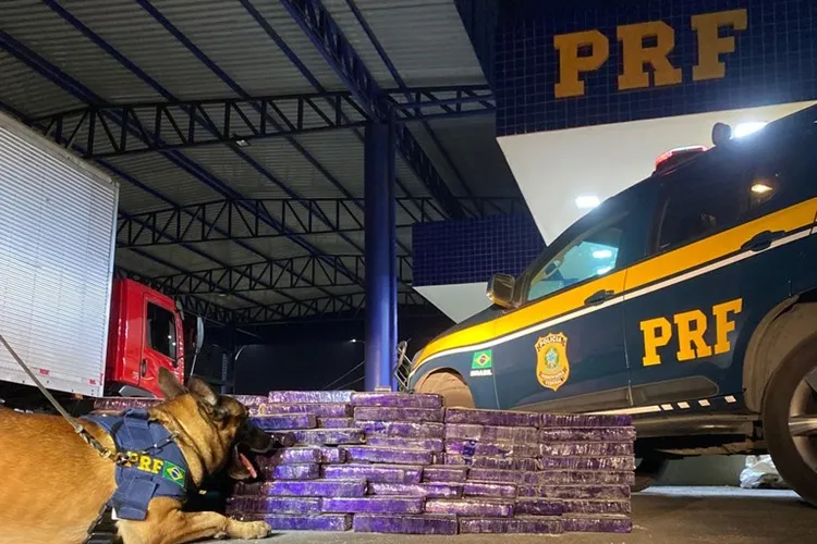 Cão farejador localiza 150 kg de maconha em caminhão em Vitória da Conquista